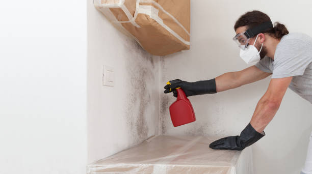 Professional Basement Mold Removal technician working in Richardson, TX