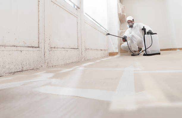 24/7 Emergency Basement Mold Removal experts in Richardson, TX