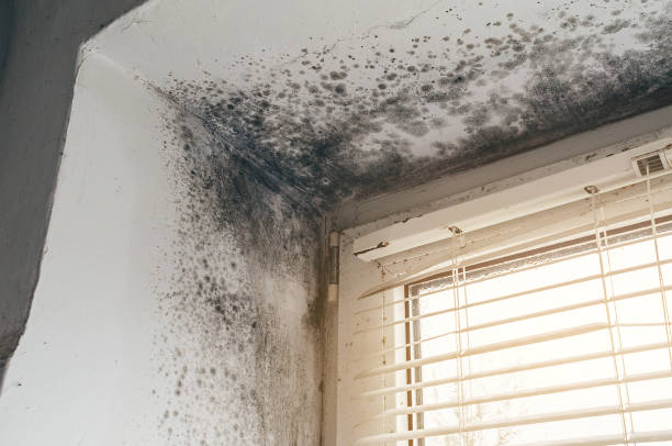 Affordable Basement Mold Removal solutions in Richardson, TX