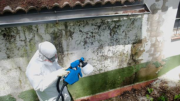 Top rated local Basement Mold Removal specialists in Richardson, TX